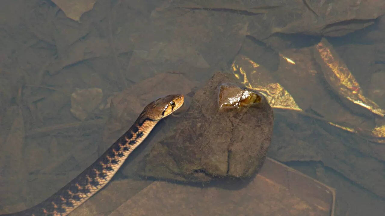 Checkered Keelback