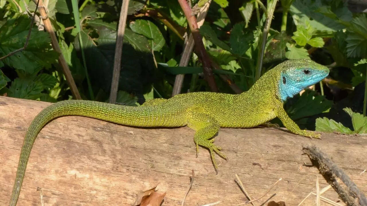 Lizards