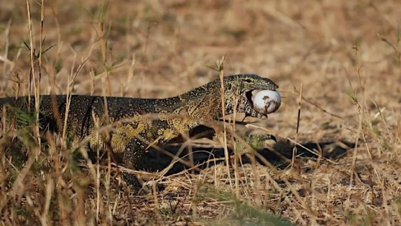 Lizards are carnivorous