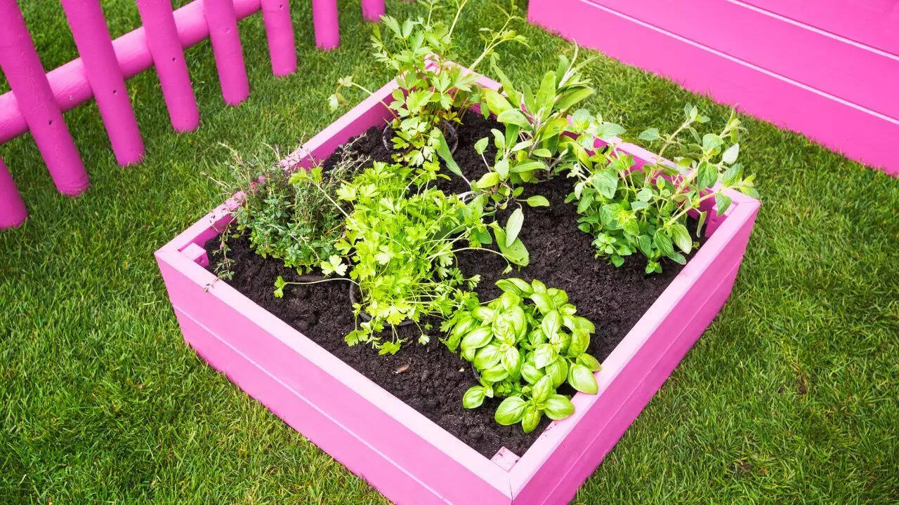 Herb Garden Lawn