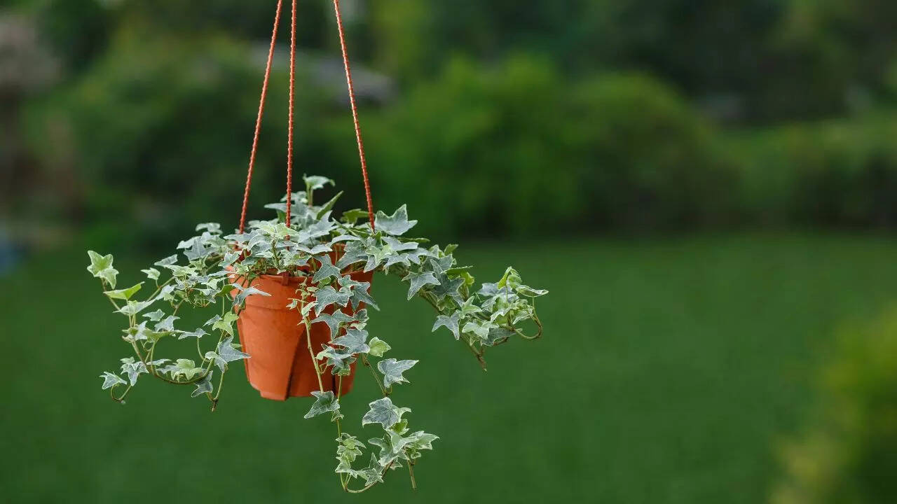 english ivy