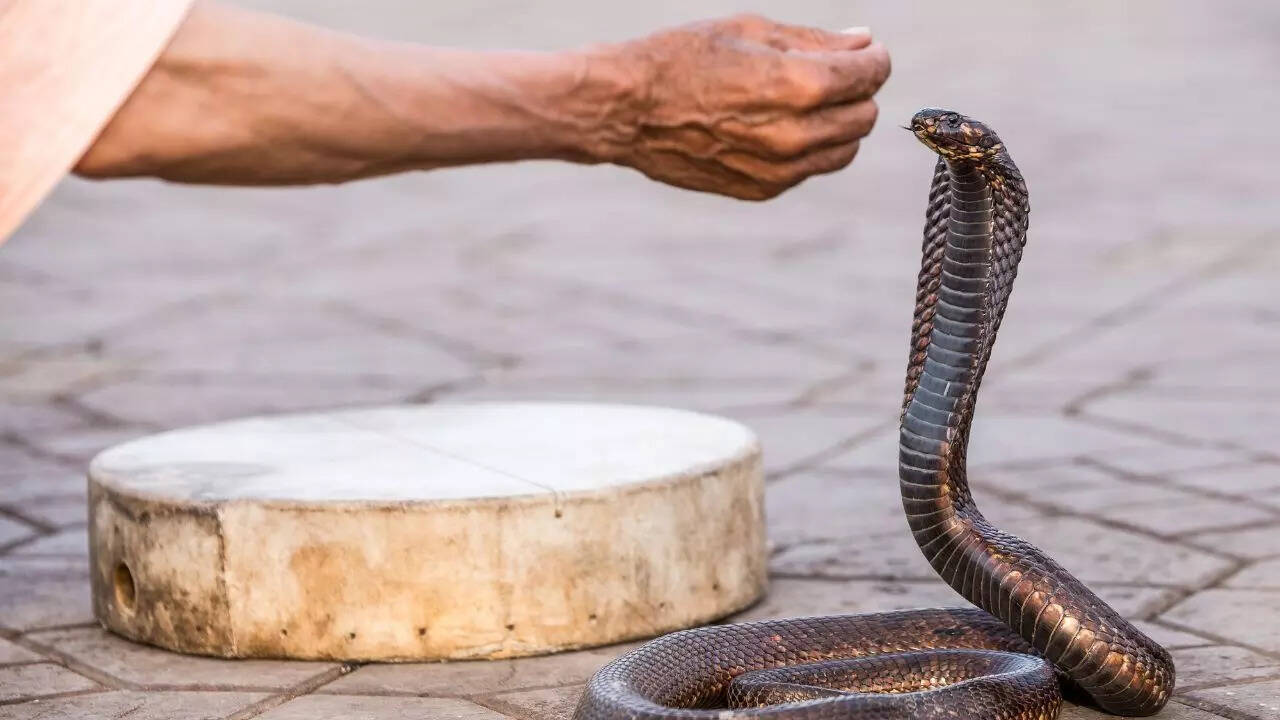 Why do cobras deliver dry bites?