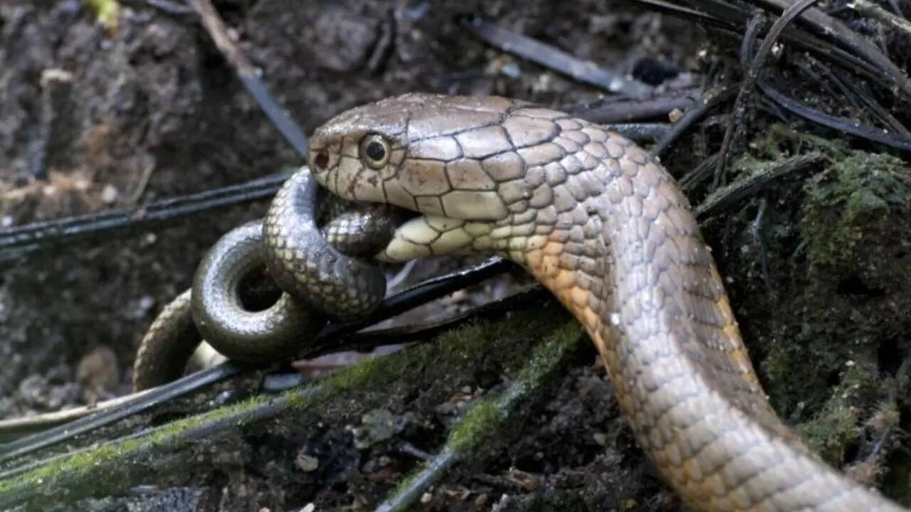 King Cobra feeds on snakes