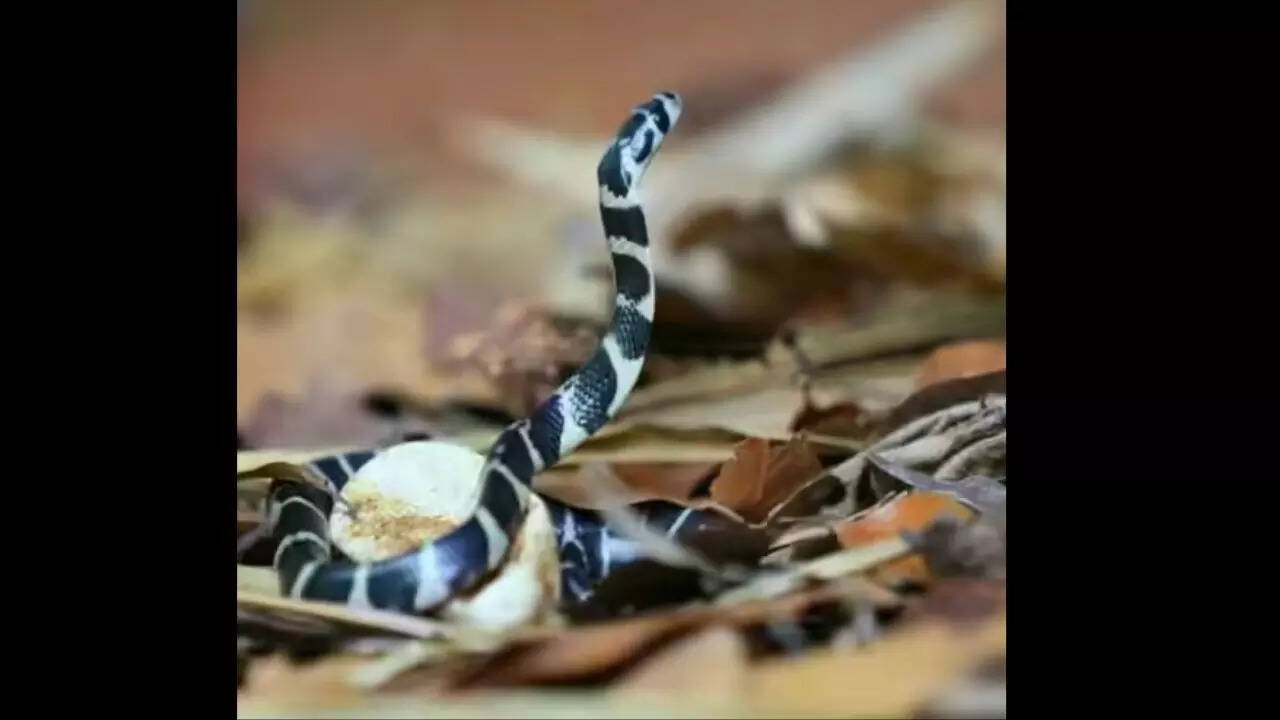 King Cobra's eggs
