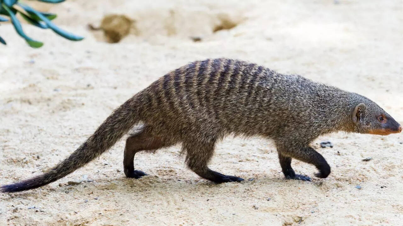Mongoose