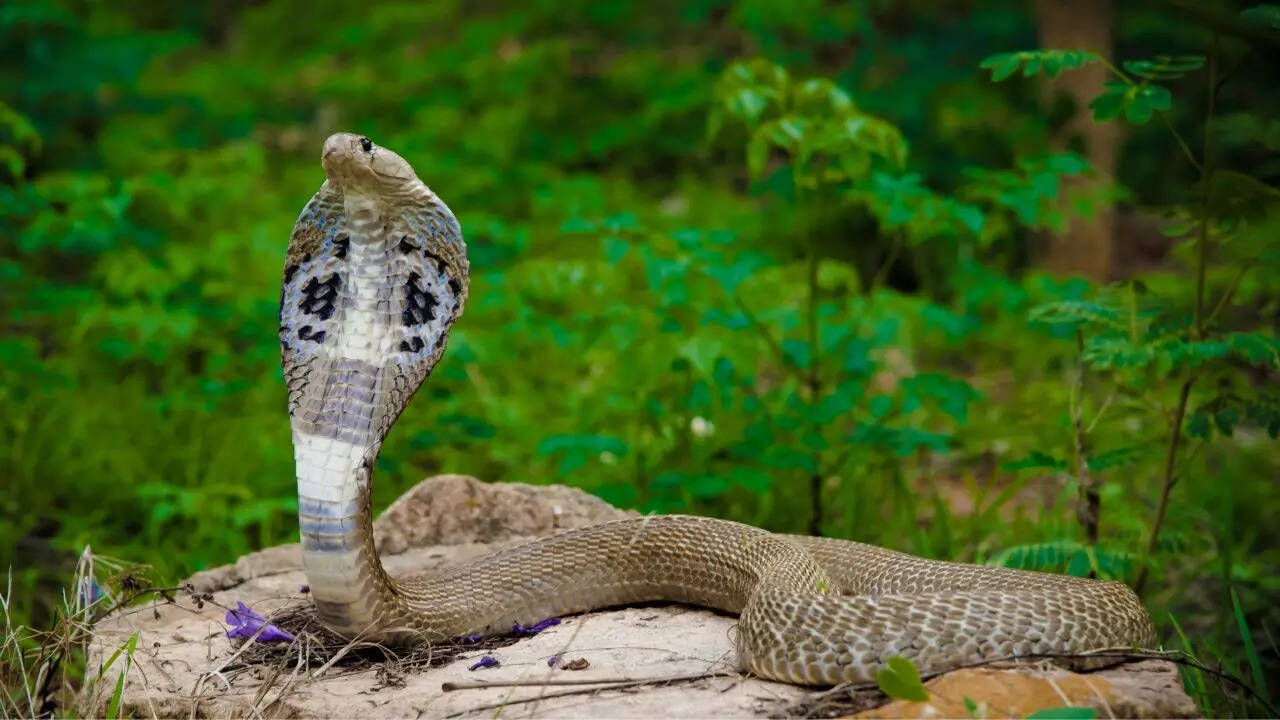 The longest snake
