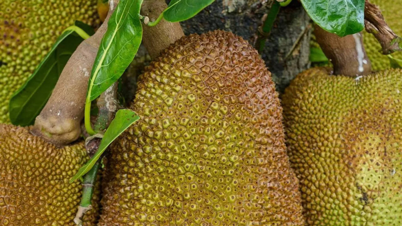 Jackfruit tree is a part of the fig family