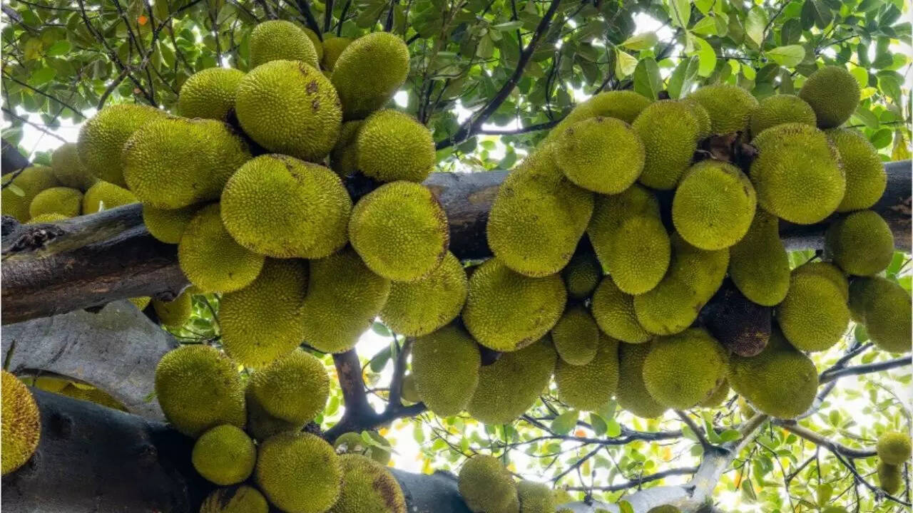 There could be numerous reasons for the excessive fruit growth