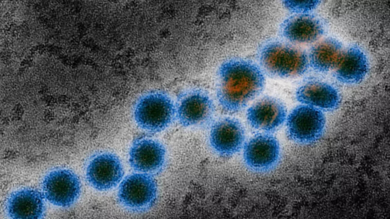 West Nile virus is an illness that spreads through mosquito bites