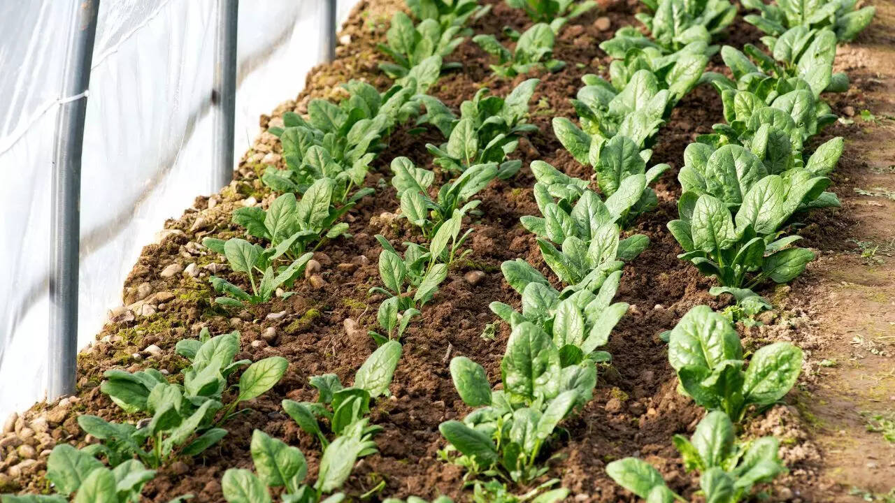How to grow spinach at home: Step-by-step