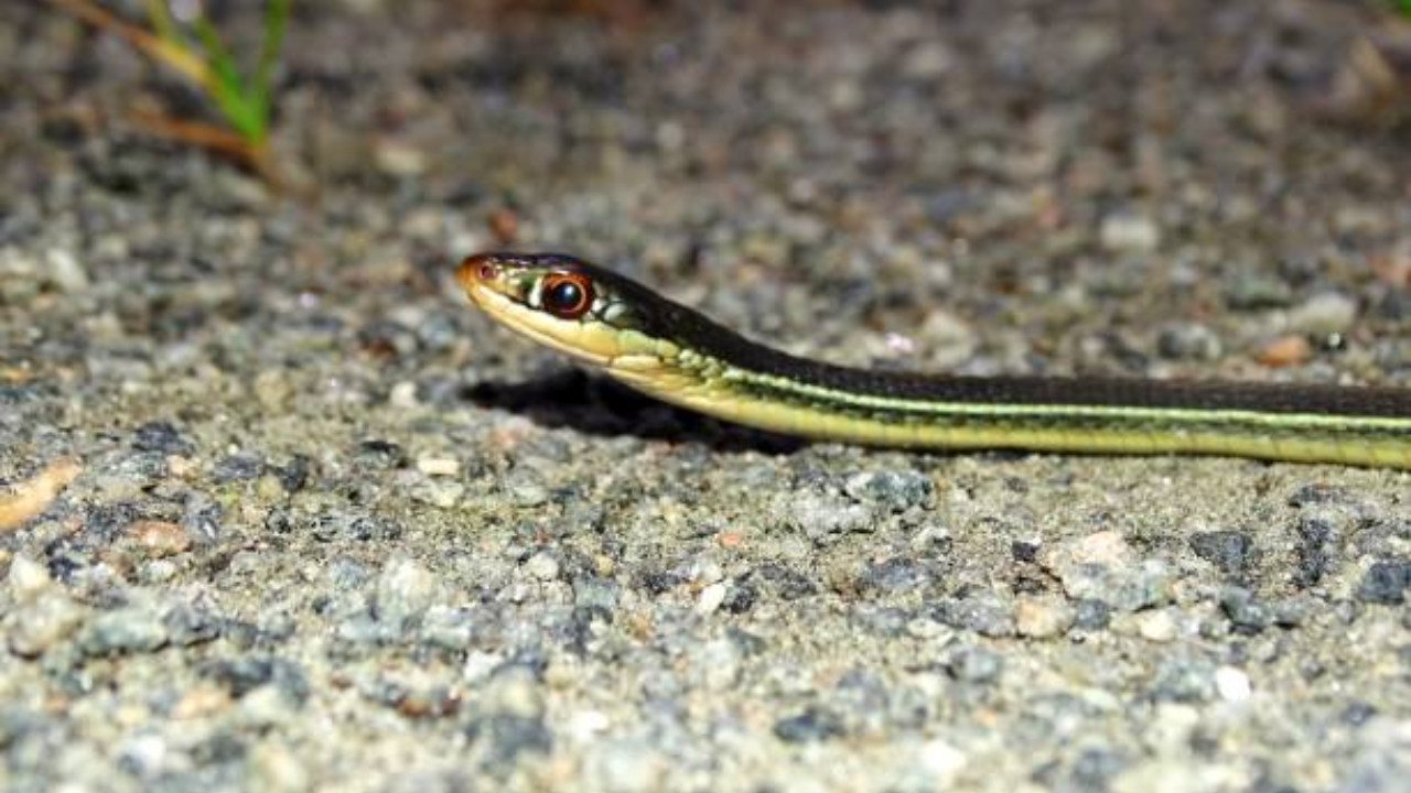 Snake (34)