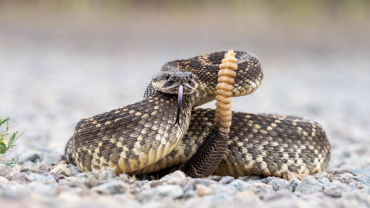 Snake (36)