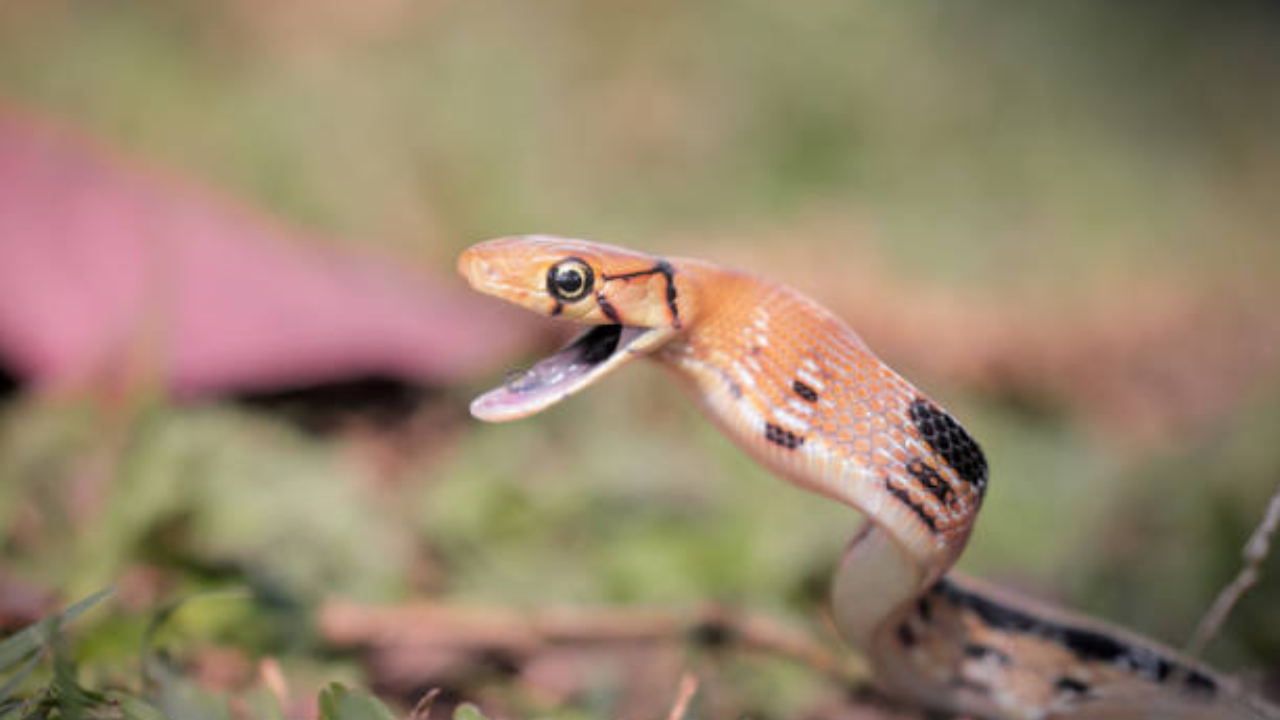 Snake (37)