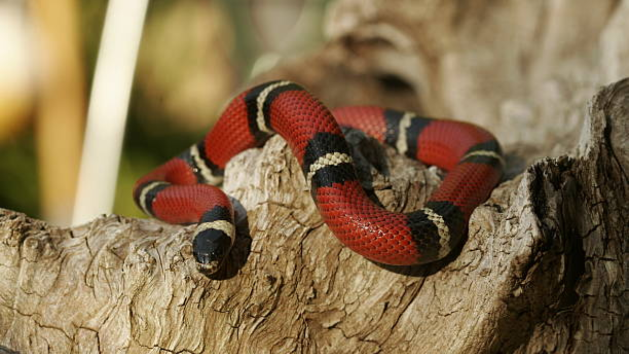 Snake (38)