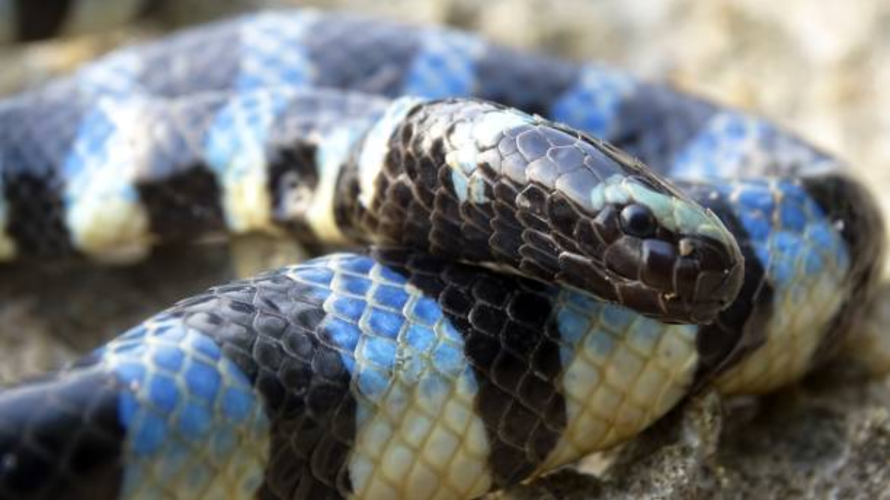 Snake (39)