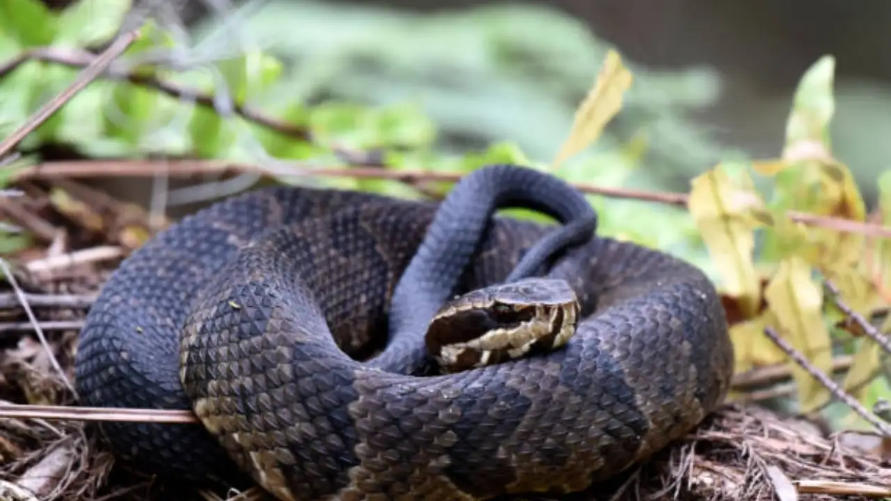Snake (40)