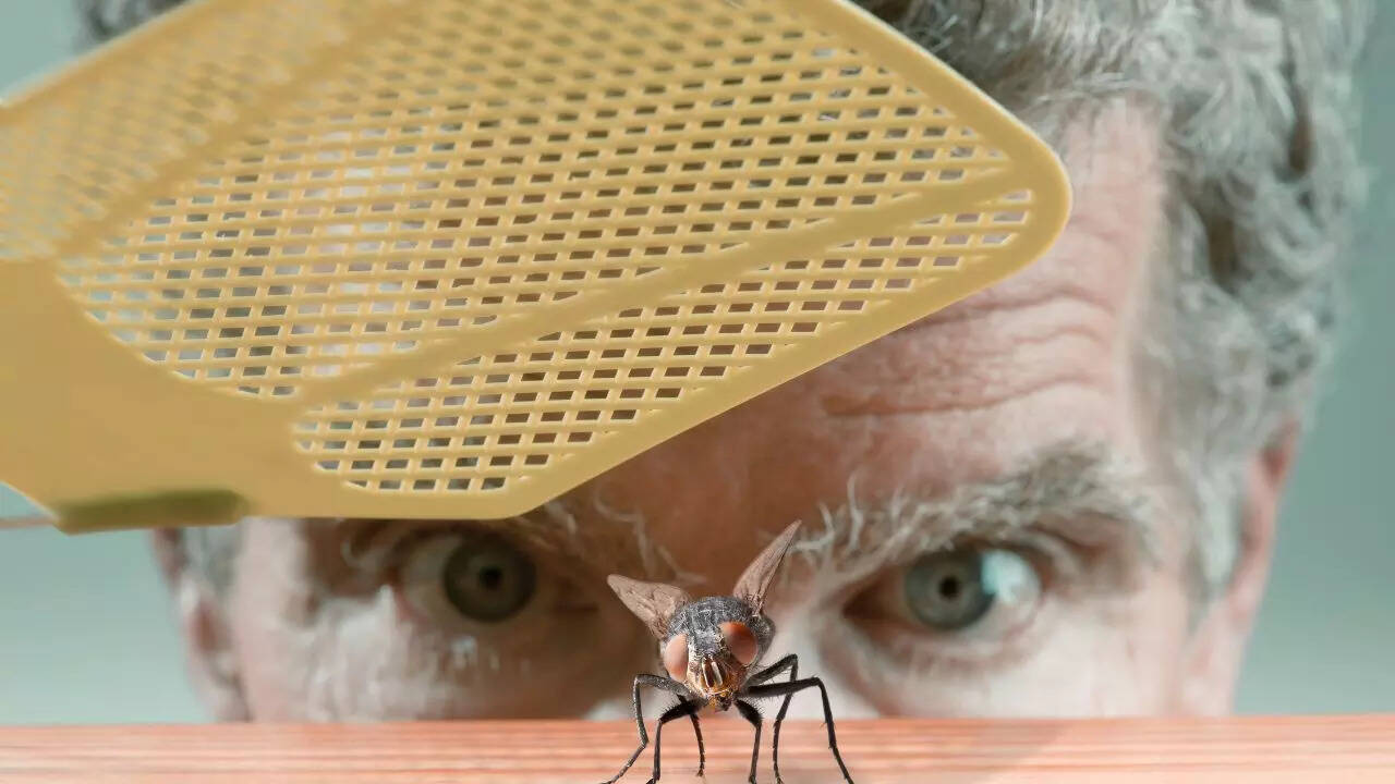 7 ways to get rid of flies naturally