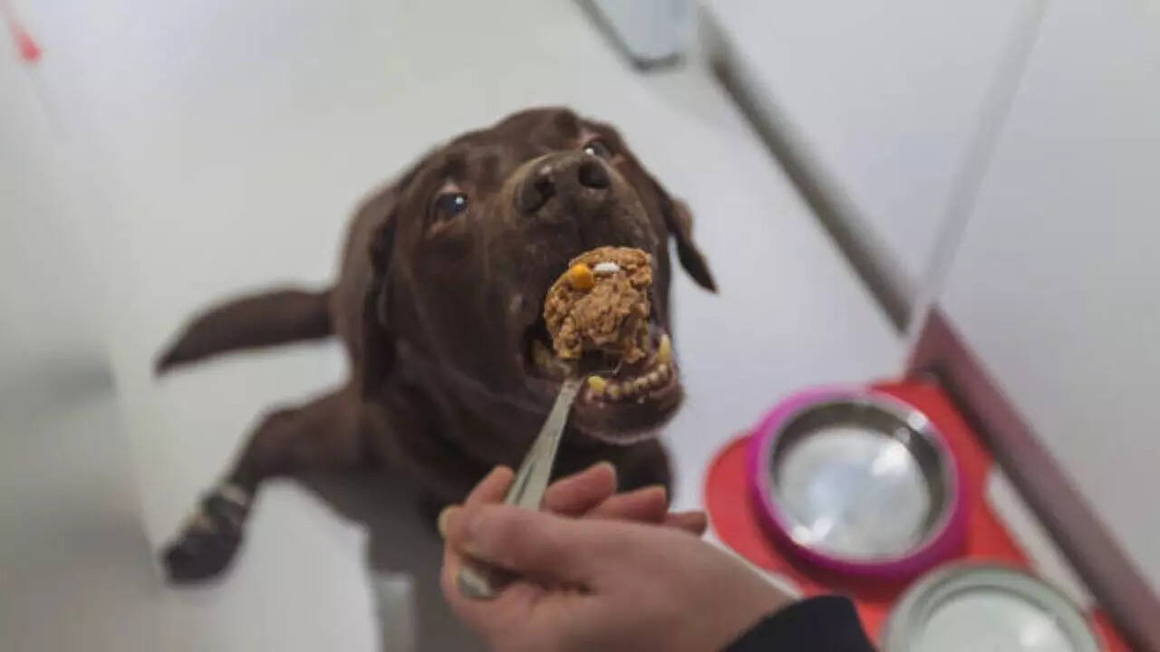 Why is it important to feed a dog properly?
