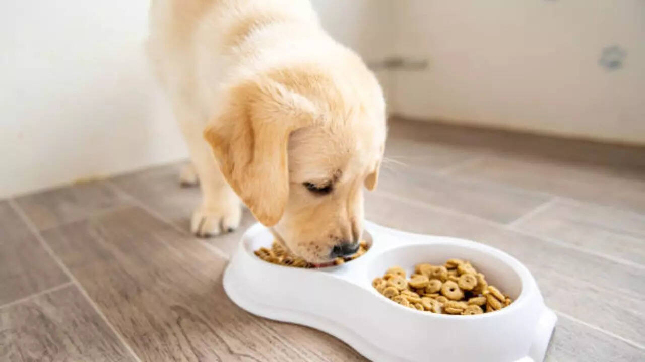 Factors that affect a dog's daily diet