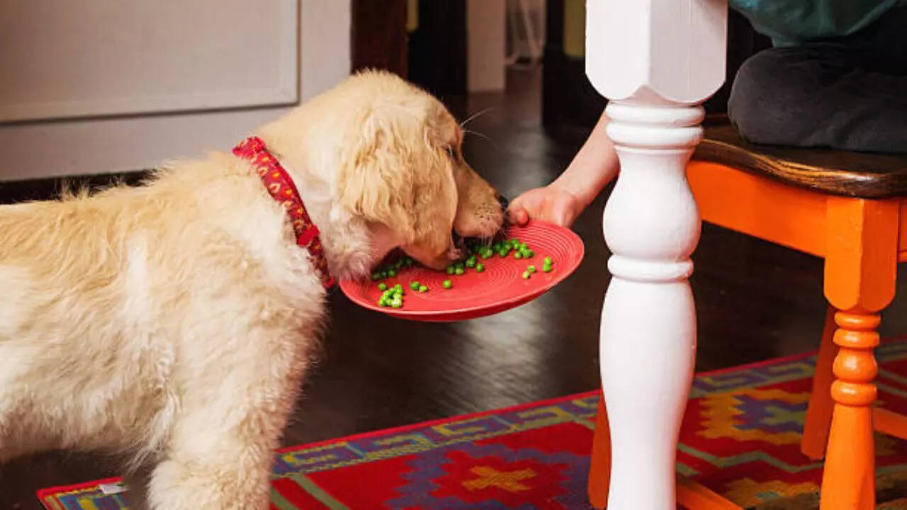 How much to feed a dog in a day?