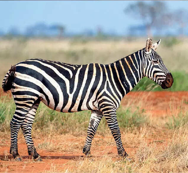 ZEBRA CROSSING: Colonial rulers used zebras as curiosities and tools