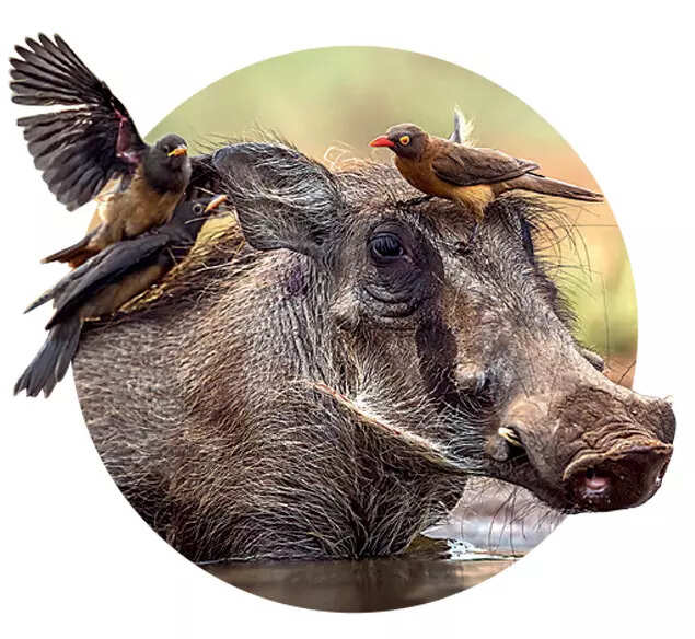 BEYOND MEGAFAUNA: Charismatic African warthog and birds
