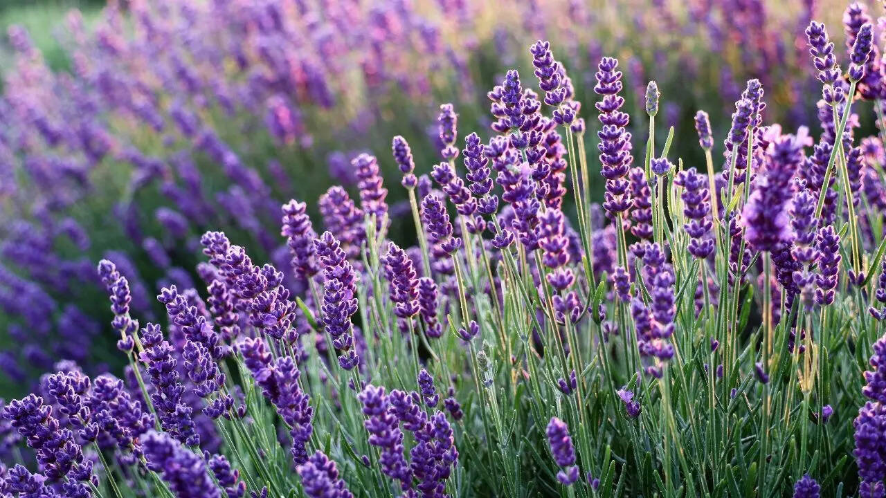 Lavender