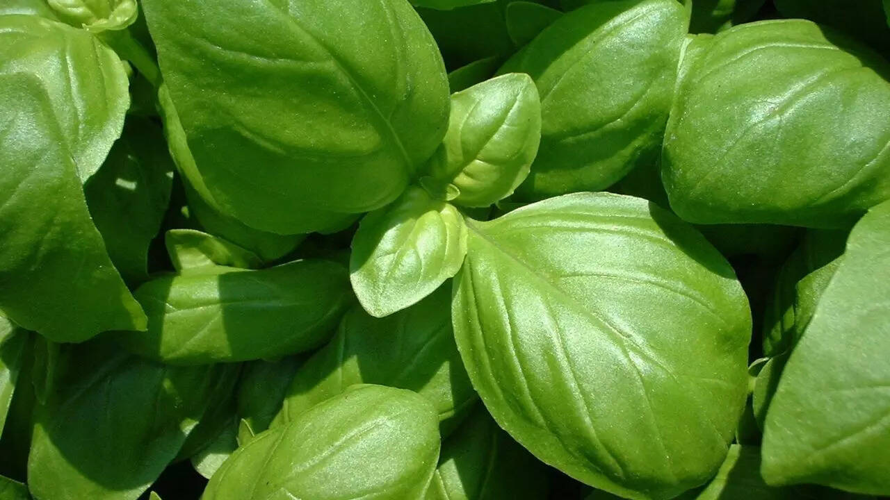 Basil