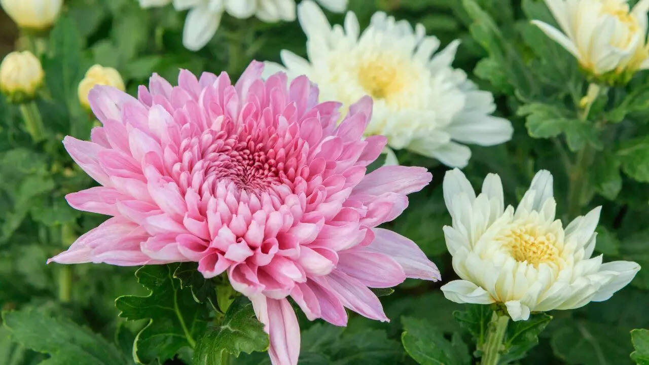 Chrysanthemums
