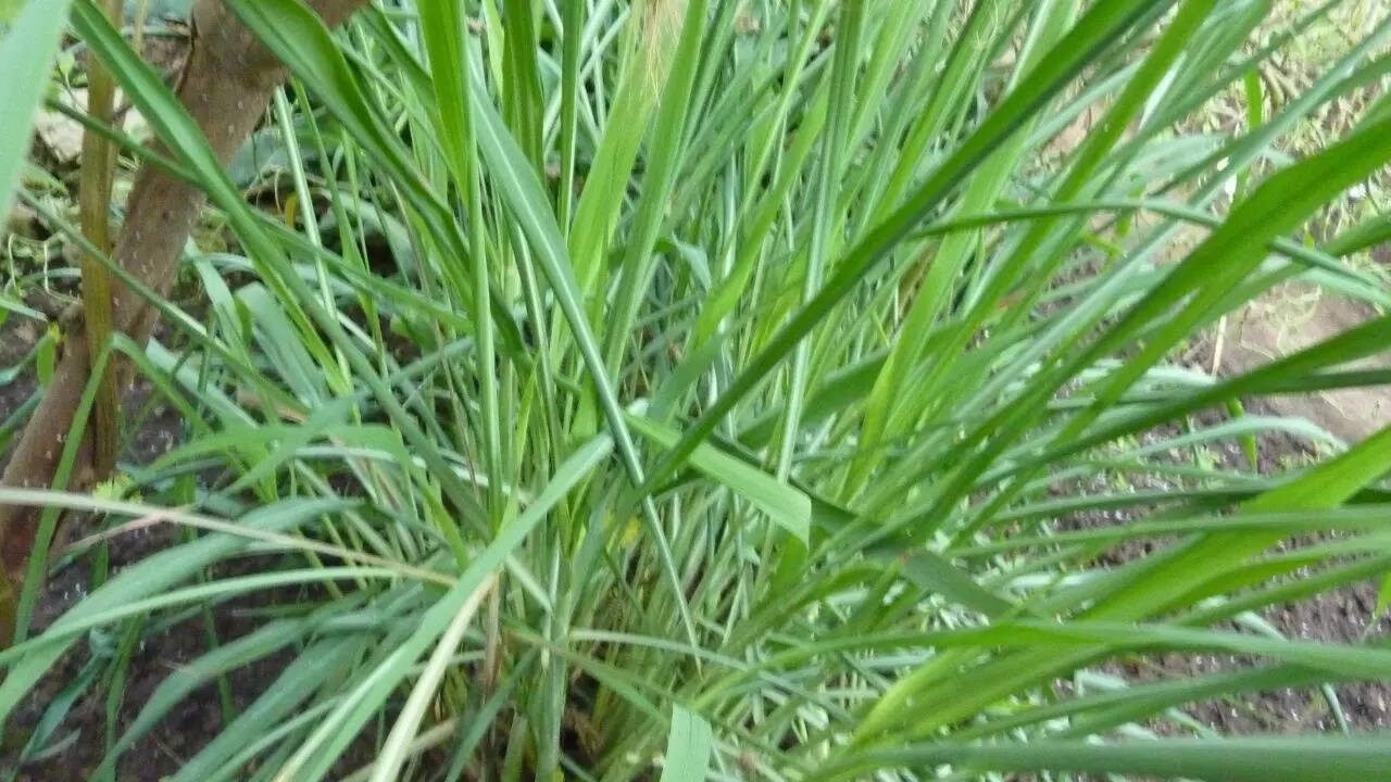 Citronella grass