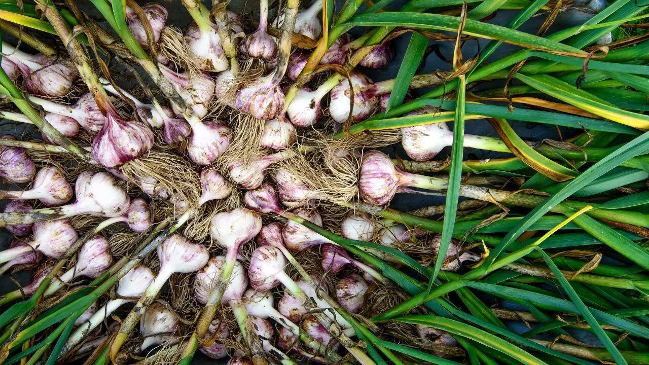 Garlic
