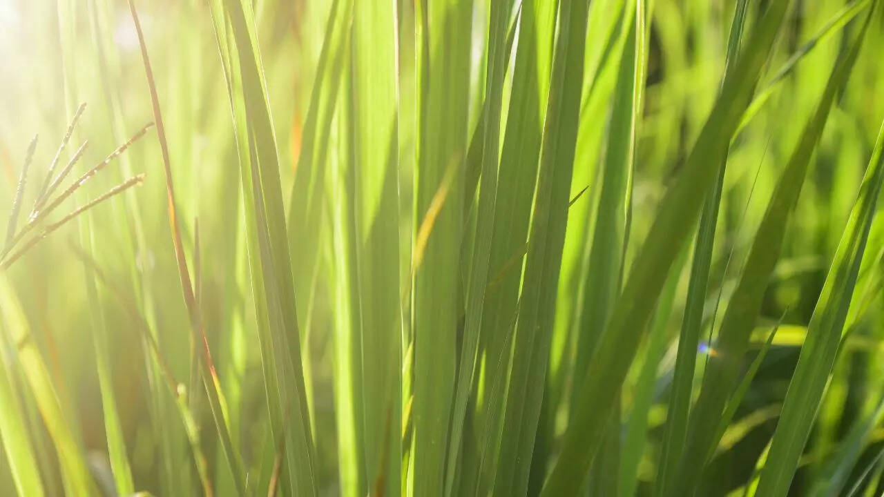Lemongrass