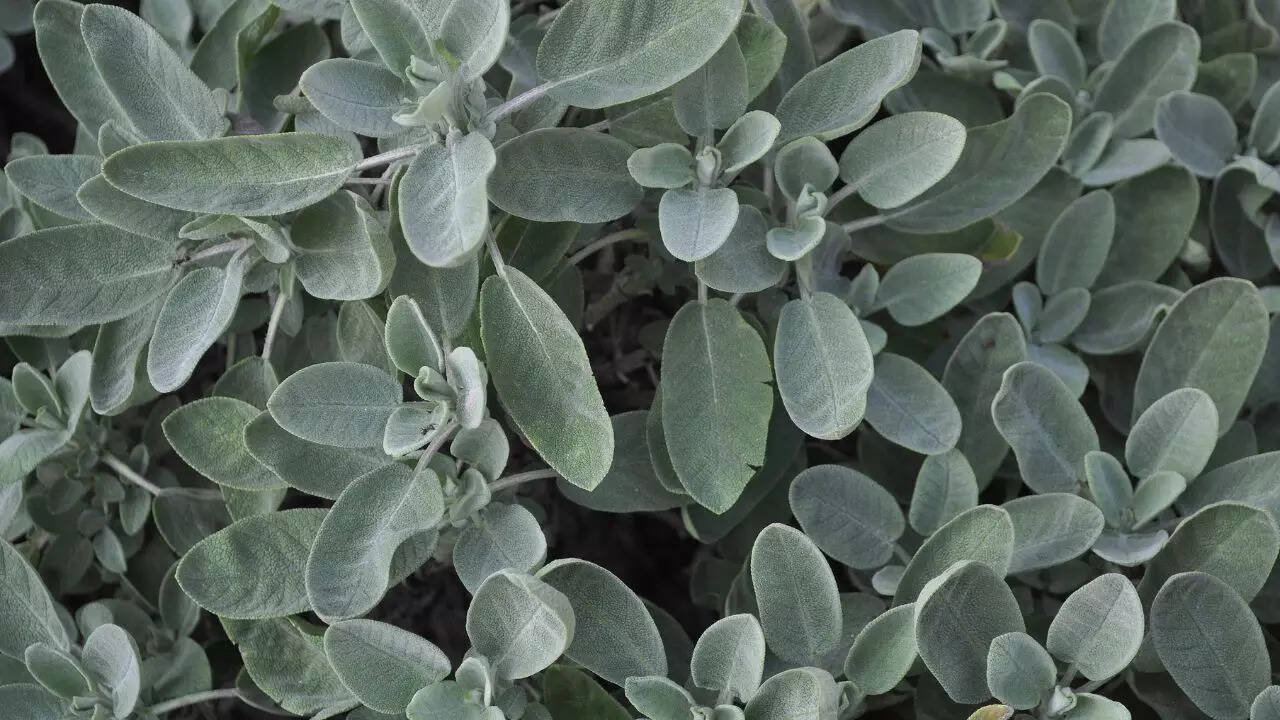 Sage