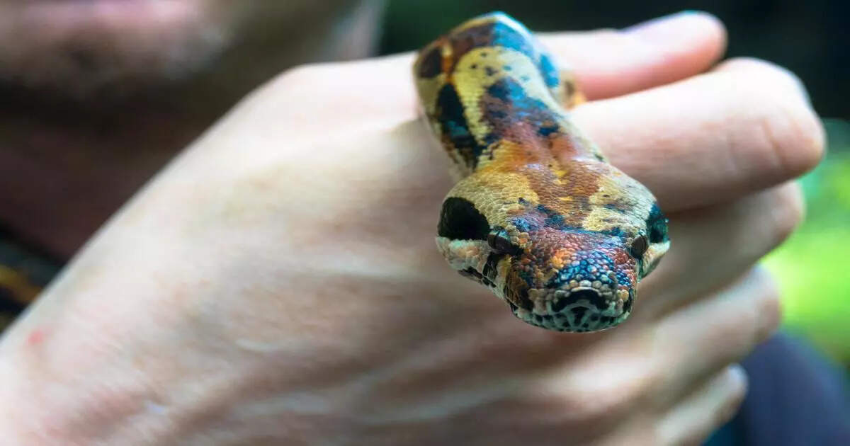 snake