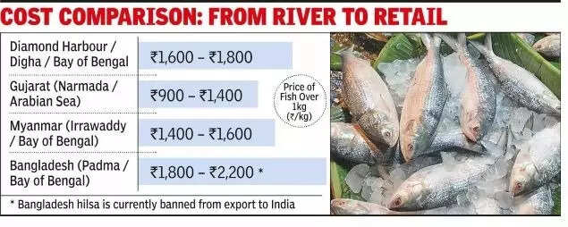 Frozen Myanmar hilsa is already available, fresh catches from Gujarat's Narmada are flooding the market.