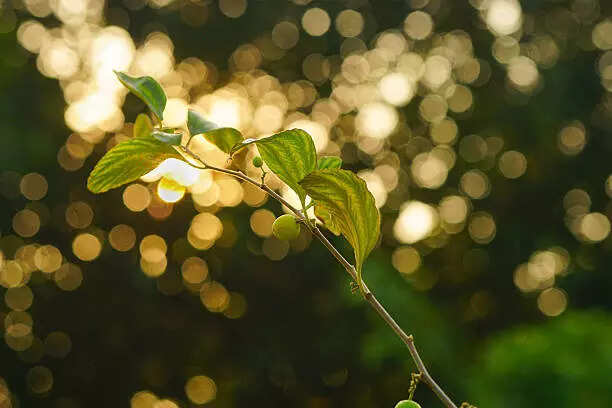 istockphoto-225443601-612x612