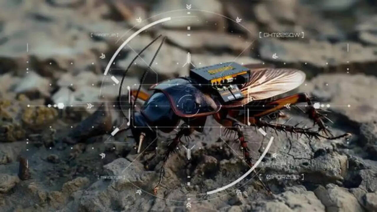 From lab to battlefield: How the spy cockroach works