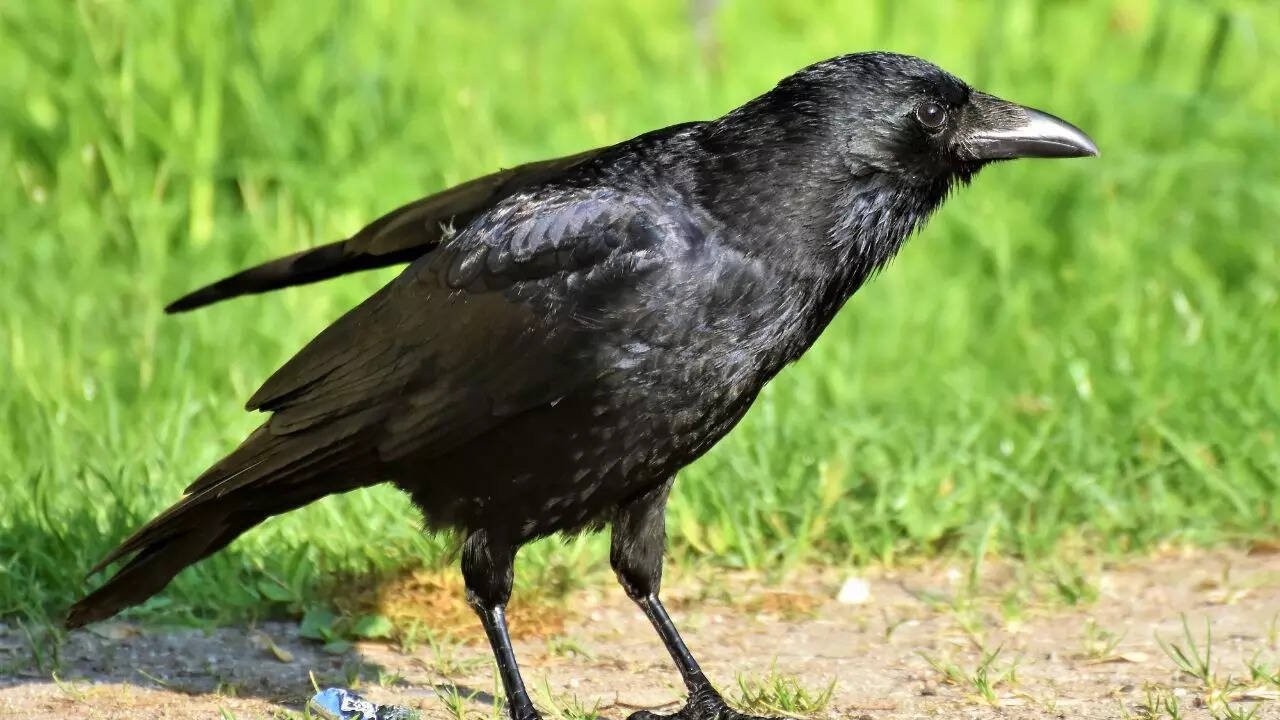 crow