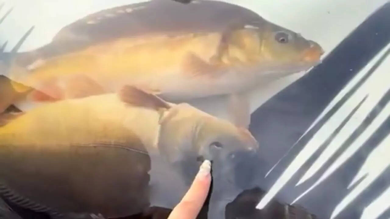 Netizens troll the Chinese man's car fish tank
