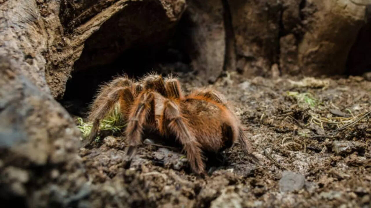 Where will the tarantula hordes be seen?
