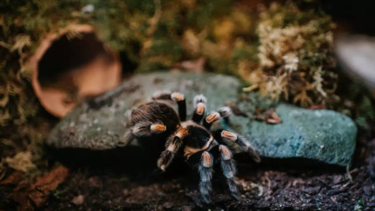 When are the tarantulas likely to come out?