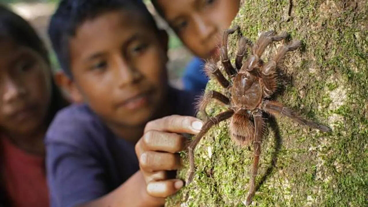 What to do if you encounter some tarantulas?