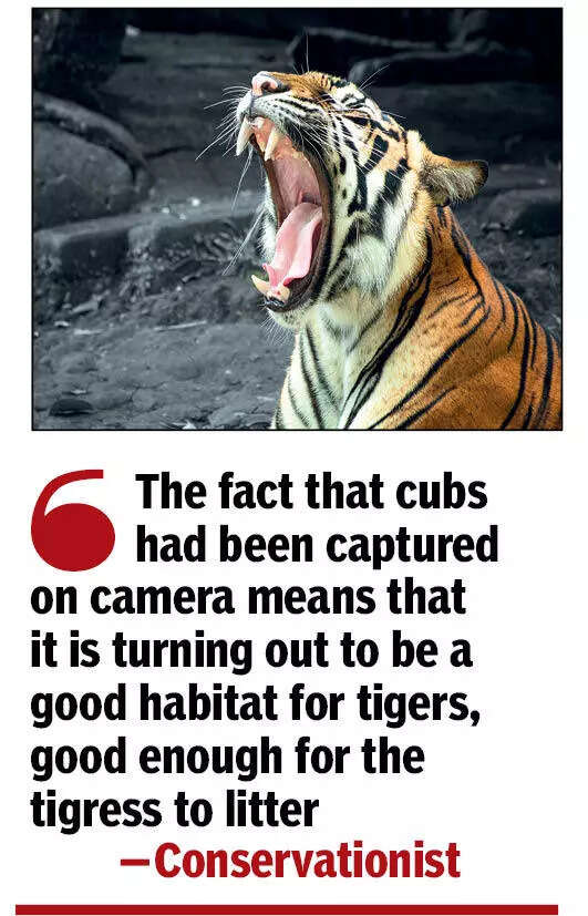 Conservationist Speak