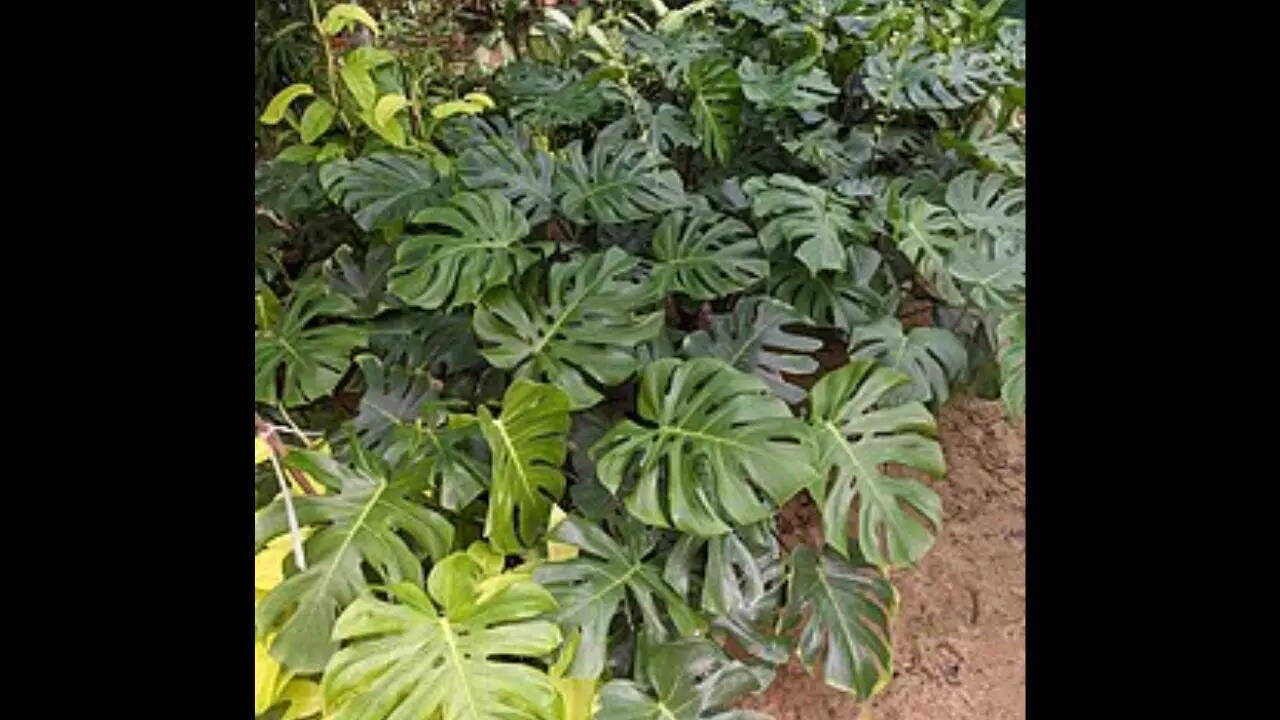 Variegated Monstera Deliciosa