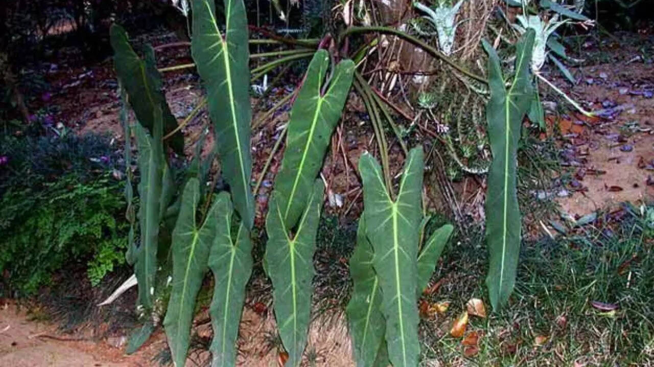 Philodendron Spiritus Sancti