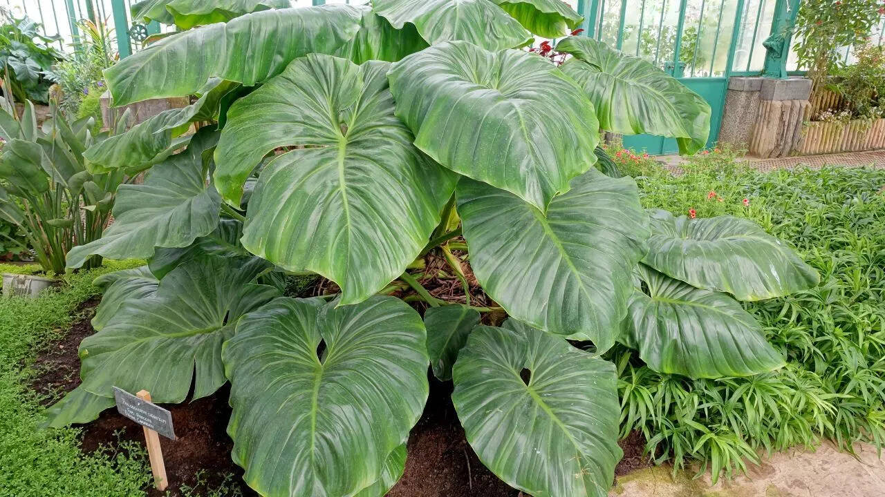 Variegated Philodendron