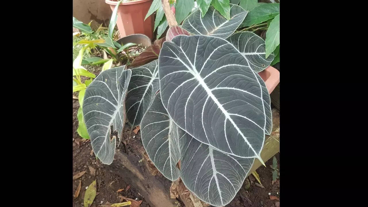 Alocasia 'Black Velvet'