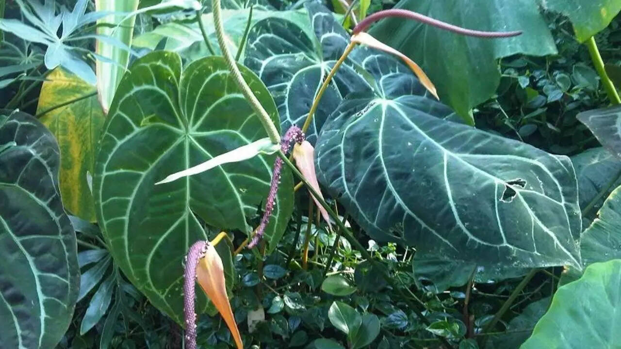 Anthurium Crystallinum