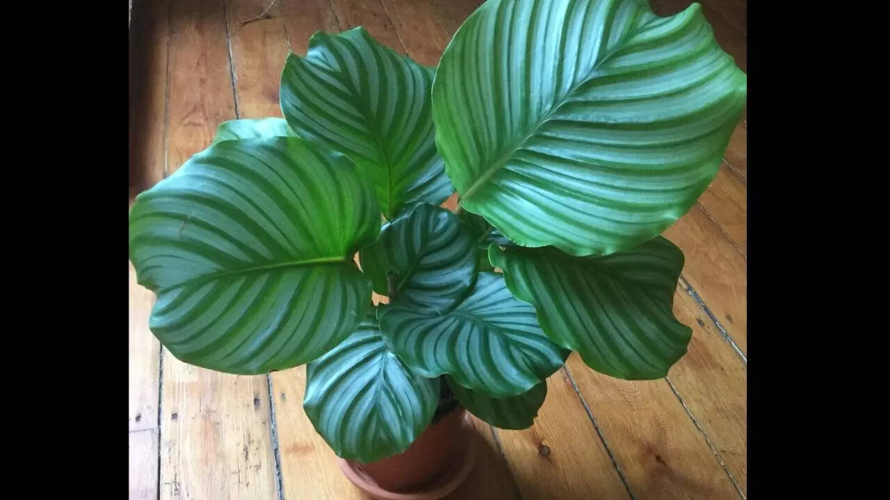Calathea Orbifolia