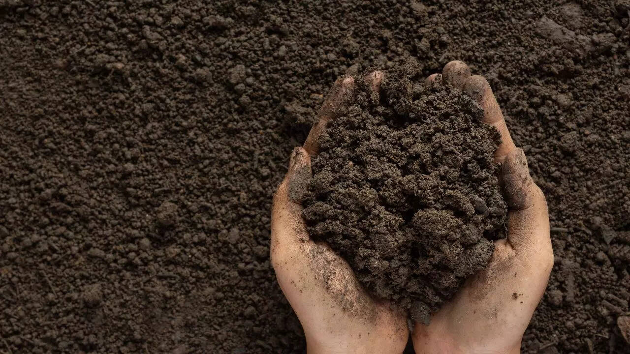 Prepare rich, well-draining soil